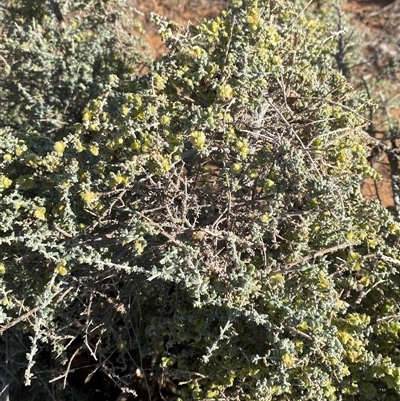 Maireana pyramidata (Sago Bush) at Tibooburra, NSW - 18 Jun 2025 by Tapirlord