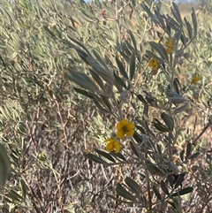 Senna artemisioides subsp. x sturtii (Dense Cassia, Grey Cassia) at Tibooburra, NSW - 18 Jun 2025 by Tapirlord