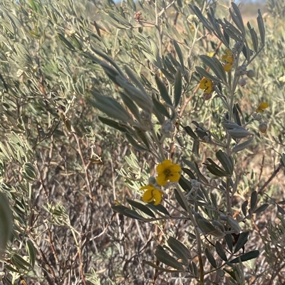 Senna artemisioides subsp. x sturtii (Dense Cassia, Grey Cassia) at Tibooburra, NSW - 18 Jun 2025 by Tapirlord