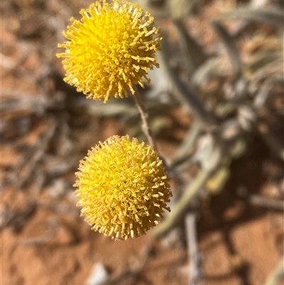 Rutidosis helichrysoides (Grey Wrinklewort) at Tibooburra, NSW - 18 Jun 2025 by Tapirlord