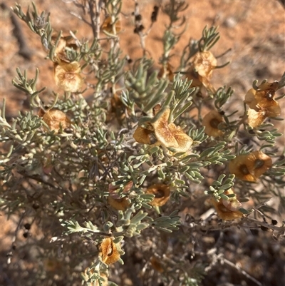 Maireana georgei (Satiny Bluebush) at Tibooburra, NSW - 18 Jun 2025 by Tapirlord