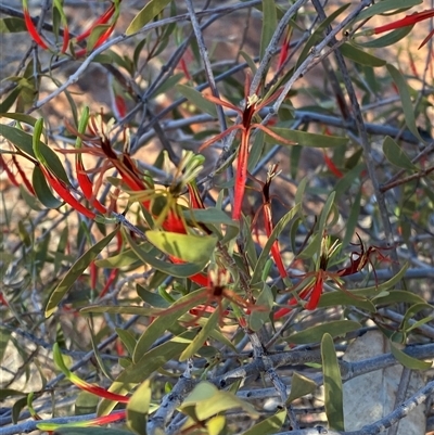 Lysiana exocarpi (Harlequin Mistletoe) at Tibooburra, NSW - 18 Jun 2025 by Tapirlord