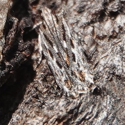 Ardozyga amblopis (A Gelechiod moth (Gelechiidae) at Hall, ACT - 14 Aug 2025 by Anna123