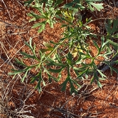Trachymene glaucifolia (Wild Parsnip, Blue Parsnip) at Tibooburra, NSW - 18 Jun 2025 by Tapirlord