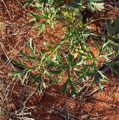 Trachymene glaucifolia (Wild Parsnip, Blue Parsnip) at Tibooburra, NSW - 18 Jun 2025 by Tapirlord