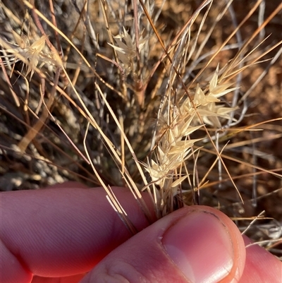 Enneapogon avenaceus (Bottlewashers) at Tibooburra, NSW - 18 Jun 2025 by Tapirlord