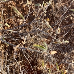 Sida ammophila (Sand Sida) at Tibooburra, NSW - 18 Jun 2025 by Tapirlord