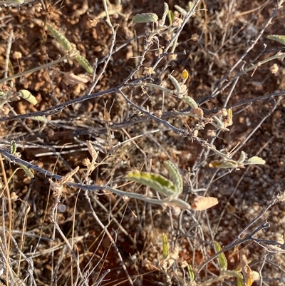 Sida ammophila (Sand Sida) at Tibooburra, NSW - 18 Jun 2025 by Tapirlord