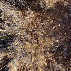 Sida ammophila at Tibooburra, NSW - 18 Jun 2025 08:44 AM