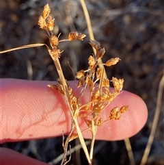 Fimbristylis dichotoma (A Sedge) at Tibooburra, NSW - 18 Jun 2025 by Tapirlord
