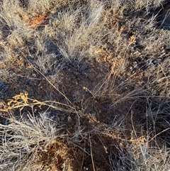 Fimbristylis dichotoma at Tibooburra, NSW - 18 Jun 2025 08:44 AM