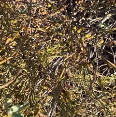 Amyema preissii (Wire-leaved Mistletoe) at Tibooburra, NSW - 18 Jun 2025 by Tapirlord