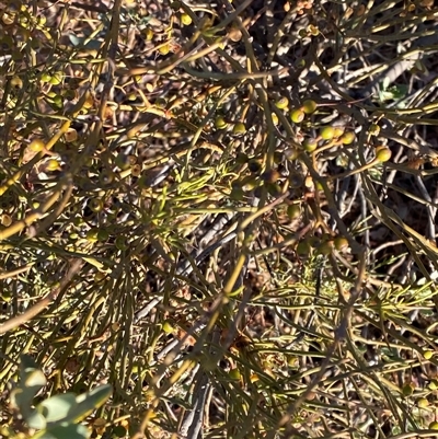 Amyema preissii (Wire-leaved Mistletoe) at Tibooburra, NSW - 18 Jun 2025 by Tapirlord