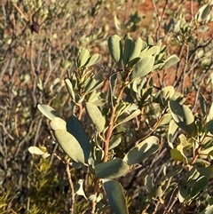 Senna artemisioides subsp. alicia at Tibooburra, NSW - 18 Jun 2025 by Tapirlord