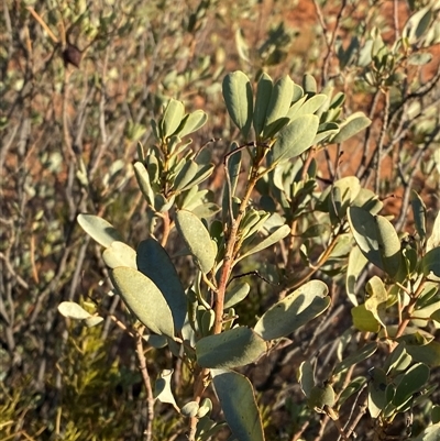 Senna artemisioides subsp. alicia at Tibooburra, NSW - 18 Jun 2025 by Tapirlord
