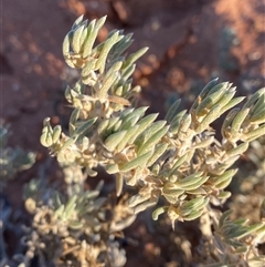 Sclerolaena diacantha (Grey Copperburr) at Tibooburra, NSW - 18 Jun 2025 by Tapirlord