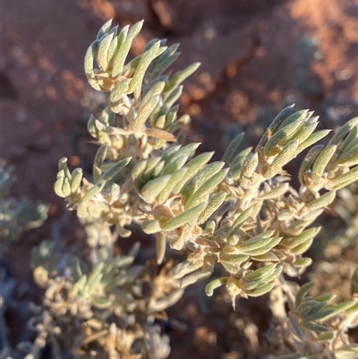 Sclerolaena diacantha (Grey Copperburr) at Tibooburra, NSW - 18 Jun 2025 by Tapirlord