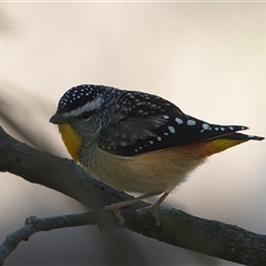 Pardalotus punctatus (Spotted Pardalote) at Hall, ACT - 12 Aug 2025 by Anna123
