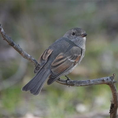 Pachycephala pectoralis (Golden Whistler) at Hall, ACT - 12 Aug 2025 by Anna123