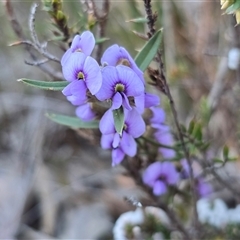 Hovea heterophylla (Common Hovea) at Isaacs, ACT - 14 Aug 2025 by Mike