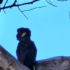 Zanda funerea (Yellow-tailed Black-Cockatoo) at Isaacs, ACT - 14 Aug 2025 by Mike