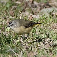 Acanthiza chrysorrhoa (Yellow-rumped Thornbill) at Hall, ACT - 11 Aug 2025 by Anna123