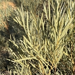 Acacia murrayana (Murray’s Wattle, Sandplain Wattle, Colony Wattle, Powder Bark Wattle) at Tibooburra, NSW - 18 Jun 2025 by Tapirlord