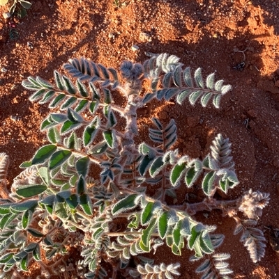 Swainsona formosa (Sturt's Desert Pea) at Tibooburra, NSW - 18 Jun 2025 by Tapirlord