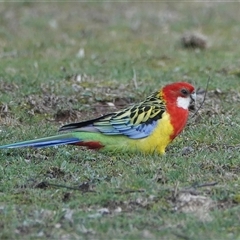Platycercus eximius (Eastern Rosella) at Hall, ACT - 7 Aug 2025 by Anna123