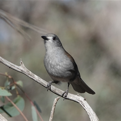 Colluricincla harmonica (Grey Shrikethrush) at Hall, ACT - 6 Aug 2025 by Anna123