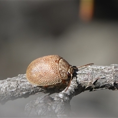 Paropsis atomaria (Eucalyptus leaf beetle) at Hall, ACT - 6 Aug 2025 by Anna123
