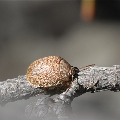 Paropsis atomaria (Eucalyptus leaf beetle) at Hall, ACT - 6 Aug 2025 by Anna123