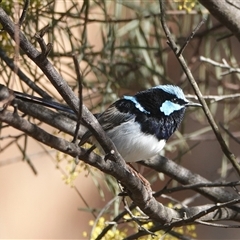 Malurus cyaneus (Superb Fairywren) at Hall, ACT - 6 Aug 2025 by Anna123