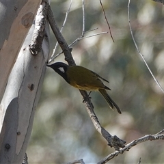 Nesoptilotis leucotis (White-eared Honeyeater) at Hall, ACT - 4 Aug 2025 by Anna123