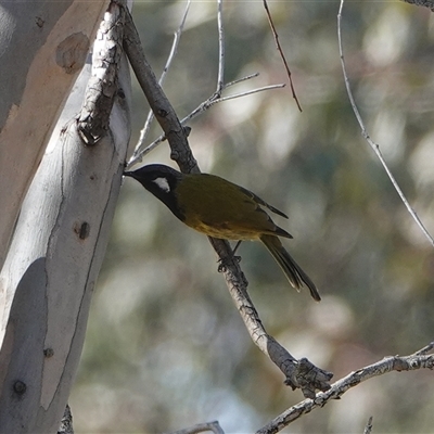 Nesoptilotis leucotis (White-eared Honeyeater) at Hall, ACT - 4 Aug 2025 by Anna123