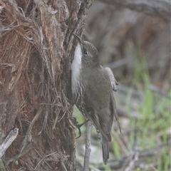 Cormobates leucophaea (White-throated Treecreeper) at Hall, ACT - 4 Aug 2025 by Anna123