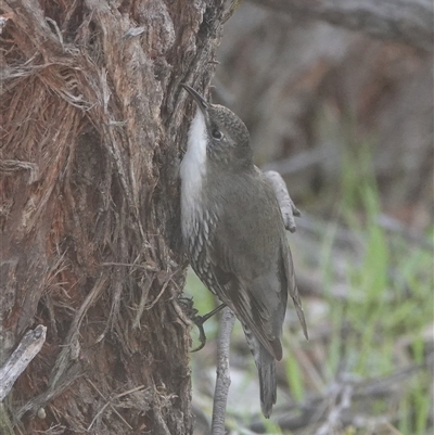 Cormobates leucophaea (White-throated Treecreeper) at Hall, ACT - 4 Aug 2025 by Anna123