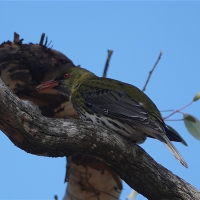 Oriolus sagittatus (Olive-backed Oriole) at Hall, ACT - 4 Aug 2025 by Anna123