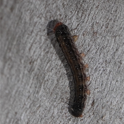 Oenosandra boisduvalii (Boisduval's Autumn Moth) at Hall, ACT - 4 Aug 2025 by Anna123