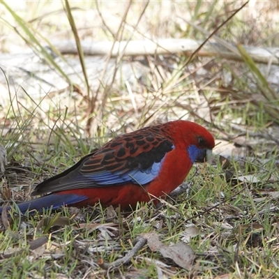 Platycercus elegans (Crimson Rosella) at Hall, ACT - 31 Jul 2025 by Anna123