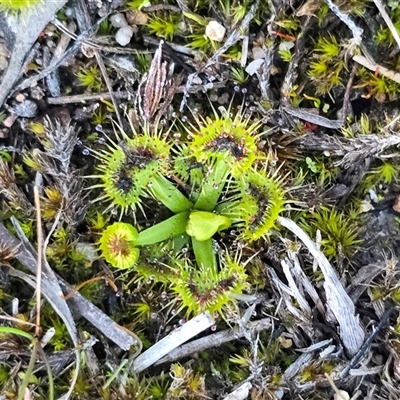 Drosera (genus) (A Sundew) at Isaacs, ACT - 14 Aug 2025 by Mike
