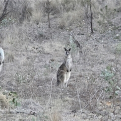 Macropus giganteus (Eastern Grey Kangaroo) at Isaacs, ACT - 14 Aug 2025 by Mike