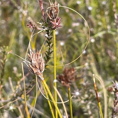 Chaetospora turbinata (Top Bog-sedge) at Sassafras, NSW - 13 Aug 2025 by JaneR