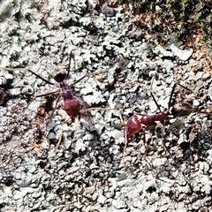 Iridomyrmex purpureus (Meat Ant) at Whitlam, ACT - 14 Aug 2025 by sangio7