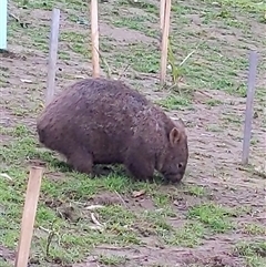 Vombatus ursinus (Bare-nosed Wombat, Common wombat) at Illaroo, NSW - 14 Aug 2025 by PaperbarkNativeBees