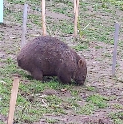Vombatus ursinus (Bare-nosed Wombat, Common wombat) at Illaroo, NSW - 14 Aug 2025 by PaperbarkNativeBees