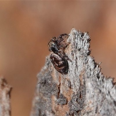 Bianor maculatus at Hall, ACT - 1 Jun 2025 by Anna123