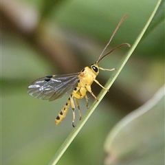 Xanthopimpla sp. (genus) (A yellow Ichneumon wasp) at Hall, ACT - 24 May 2025 by Anna123