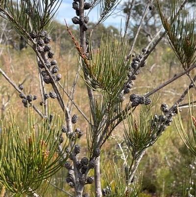 Allocasuarina diminuta subsp. annectens at Sassafras, NSW - 13 Aug 2025 by JaneR