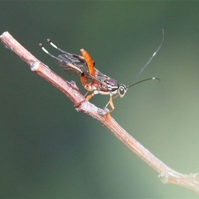 Ichneumonoidea (Superfamily) at Hall, ACT - 24 May 2025 by Anna123
